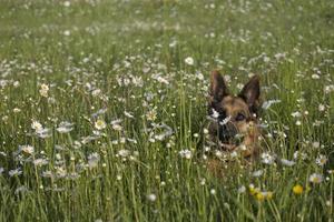 Duitse herder in madeliefjes foto