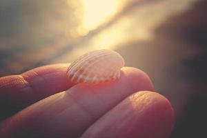 wit schelp Aan de vingers van de handen tegen de achtergrond van de zee gedurende zonsondergang foto