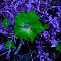 cosmos bipinnatus, gewoonlijk de tuinkosmos genoemd, bloem die in de tuin bloeit foto