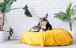 schattig gemengd ras hond aan het liegen Aan geel bed Bij huis op zoek aandachtig , huis planten Aan de achtergrond foto