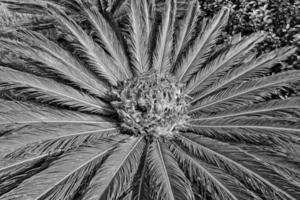 l interessant origineel exotisch achtergrond van groen palm blad in detailopname foto