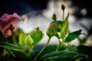 bloeiend hibiscus bloem groeit in de tuin tussen groen bladeren in een natuurlijk leefgebied foto