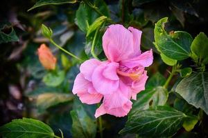 bloeiend hibiscus bloem groeit in de tuin tussen groen bladeren in een natuurlijk leefgebied foto