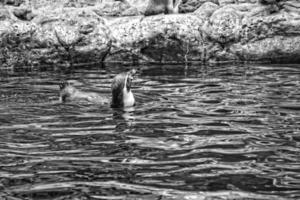 elegant zwart en wit pinguïns in een verkoudheid milieu Bij een dierentuin in Spanje foto