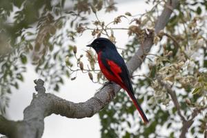 kort gefactureerd minivet of pericrokotus brevirostris opgemerkt in rongtong, Indië foto