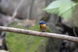 besneeuwde wenkbrauwen vliegenvanger of ficedula hyperytra gezien in rongtong in west Bengalen foto