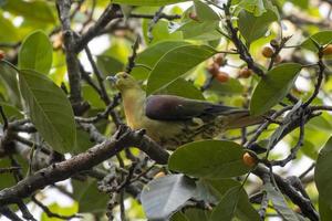 wigstaart groen duif of treron sphenurus gezien in rongtong in west Bengalen foto