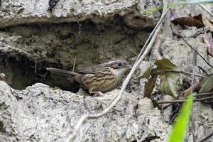 bladerdeeg babbelaar of pellorneum ruficeps gezien in rongtong, west Bengalen, Indië foto