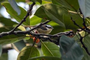 roodstaart minla of minla onwetend opgemerkt in rongtong in west Bengalen, Indië foto