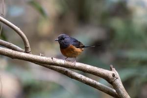 witstuit sjama of copsychus malabaricus gezien in rongtong, west Bengalen, Indië foto