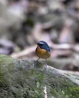 besneeuwde wenkbrauwen vliegenvanger of ficedula hyperytra gezien in rongtong in west Bengalen foto