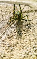 reusachtig groen sprinkhaan zittend Aan grond in Mexico. foto