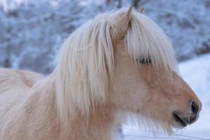 close-up van een IJslands paard in de winter foto