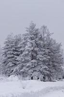 pijnbomen bedekt met sneeuw