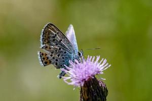close-up van een met zilver bezaaide blauwe vleugel vlinder foto