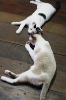 grijs gestreept en wit kat genieten en kom tot rust Aan de bed foto