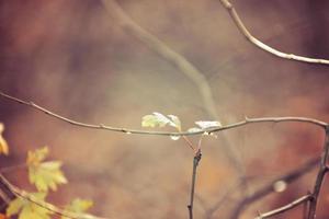 herfst takken van een boom gekleed in bladeren en regendruppels schijnend in de zon foto