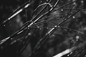 herfst takken van een boom gekleed in bladeren en regendruppels schijnend in de zon foto