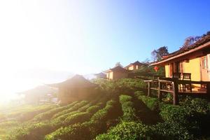 mooi toevlucht en vallage is Chinese stijl met thee plantage in de nevel en zonsopkomst schijnend Aan de berg Bij verbod rak Thais, mae hong zoon provincie, Thailand. foto