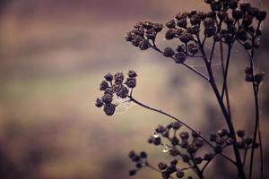 herfst planten met druppels van water na de november bevriezing regen foto