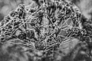 herfst spin web in de mist Aan een fabriek met druppels van water foto