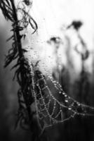 herfst spin web in de mist Aan een fabriek met druppels van water foto