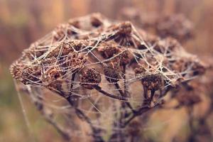 herfst spin web in de mist Aan een fabriek met druppels van water foto