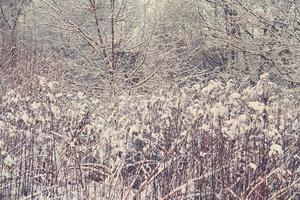 winter landschap met vers sneeuw en bomen foto