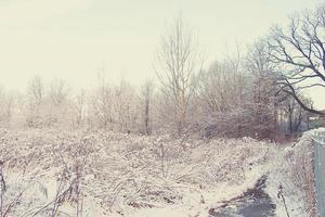 winter landschap met vers sneeuw en bomen foto