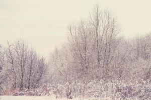 winter landschap met vers sneeuw en bomen foto