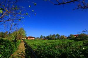 mooi landschap thee plantage Aan de berg van lij wijn ruk Thais toevlucht, Thailand foto