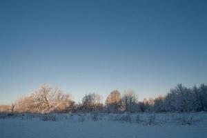 winter landschap met wit mooi sneeuw bomen en een blauw wolkenloos lucht foto