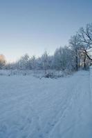 winter landschap met wit mooi sneeuw bomen en een blauw wolkenloos lucht foto