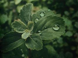 zomer fabriek met regendruppels Aan groen bladeren foto