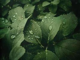 zomer fabriek met regendruppels Aan groen bladeren foto