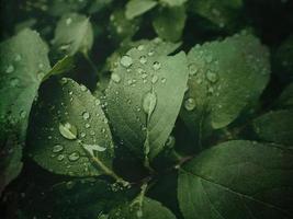 zomer fabriek met regendruppels Aan groen bladeren foto