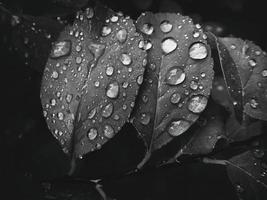 mooi zomer fabriek met regendruppels Aan de bladeren monochroom foto