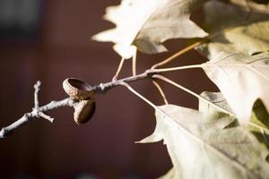 achtergrond met herfst gekleurde esdoorn- bladeren foto