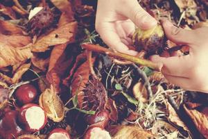 bruin herfst kastanjes in de handen van een klein kind foto