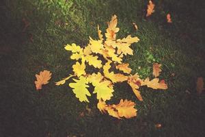 goud takje met herfst gouden bladeren aan het liegen Aan groen gras in de warm zon foto