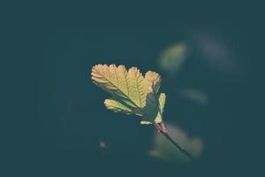 eenzaam herfst blad lit door spotten door de zon foto