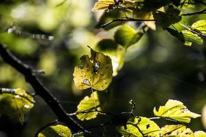 herfst bladeren Aan een boom Afdeling lit door warm teder herfst zon foto