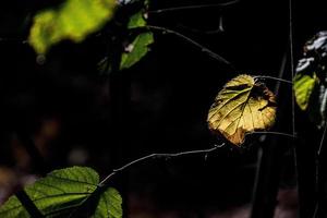 herfst bladeren Aan een boom Afdeling lit door warm teder herfst zon foto