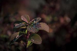 rood bladeren van een struik in de warm herfst zon na een verkoudheid regen foto