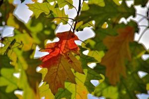 rood herfst achtergrond van eik bladeren Aan een blauw lucht achtergrond foto