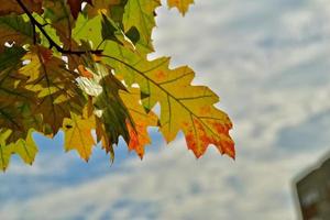 rood herfst achtergrond van eik bladeren Aan een blauw lucht achtergrond foto