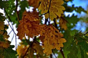 rood herfst achtergrond van eik bladeren Aan een blauw lucht achtergrond foto