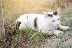 wit kat genieten en kom tot rust Aan groen gras met natuurlijk zonlicht in tuin foto