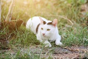wit kat genieten en kom tot rust Aan groen gras met natuurlijk zonlicht in tuin foto