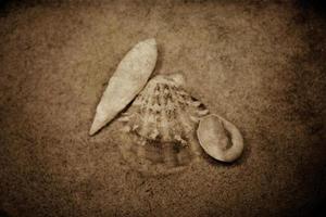 schelp zand achtergrond foto